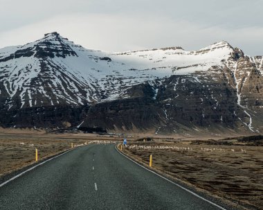 Güney İzlanda 'da karla kaplı bir dağın altından geçen ren geyiği..