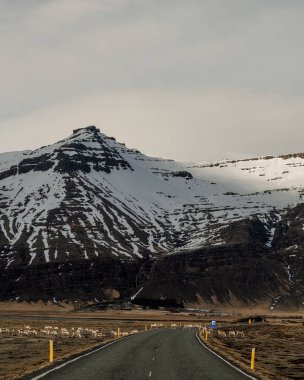 Güney İzlanda 'da karla kaplı bir dağın altından geçen ren geyiği..