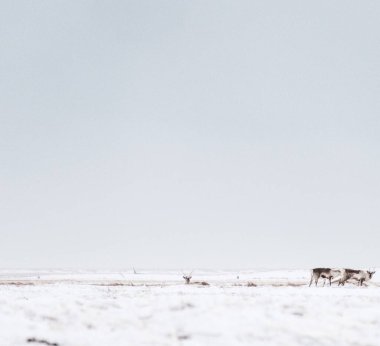 Bir grup ren geyiği Güney İzlanda 'da karlı bir tarlada otlayıp dinleniyorlar..