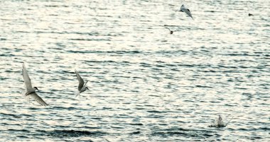 Kutup kırlangıçları (Kria) gün batımında Doğu İzlanda 'da suyun üzerinde dalıyor ve uçuyor.