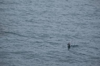 Kuzey Buz Denizi (Kria) yaz boyunca Doğu İzlanda 'ya zarif bir şekilde inmiştir..