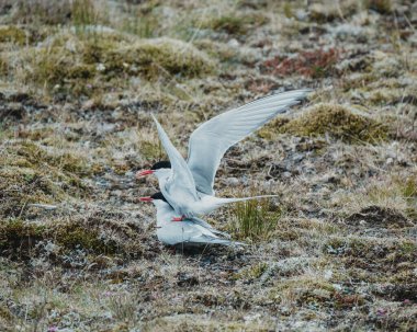 Arctic terns displaying courtship behavior on a mossy terrain in South Iceland. clipart