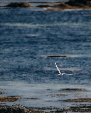 Kuzey kutbu kıyı sularında zarif bir şekilde uçuyor Güney İzlanda 'da..