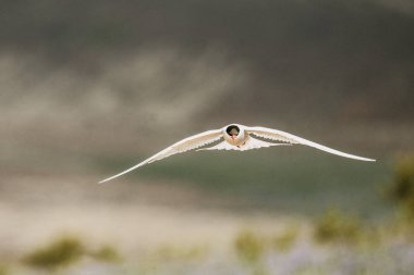 Close-up of Arctic tern (Kria) in flight over South Icelandic terrain clipart