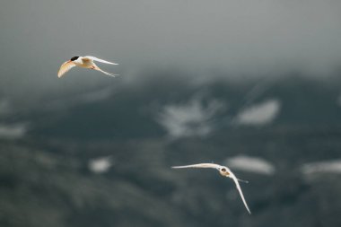 Kutup deniz feneri (Kria) yazın Güney İzlanda çayırlarının üzerinde zarifçe uçuyor.