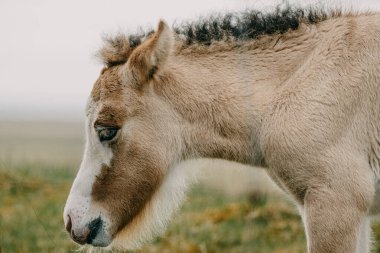Güney İzlanda kırsalında huzur içinde otlayan İzlandalı bir tayın yan profili.