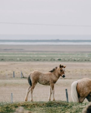 Adorable Icelandic foal in South Iceland, captured amidst scenic rural landscapes clipart