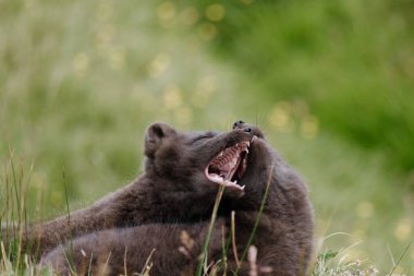 Playful Arctic fox pups yawning and resting in the grassy fields of East Iceland clipart