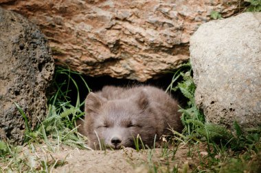 Sleeping Arctic fox pup nestled in its den, surrounded by rocks in East Iceland clipart