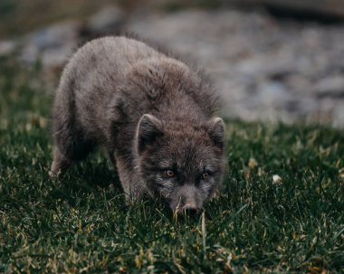 Close-up of an arctic fox intently exploring grassy terrain in East Iceland clipart