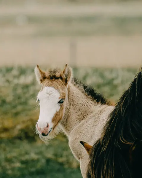 Güney İzlanda 'da çok güzel bir İzlanda at yavrusunun yakın çekimi..