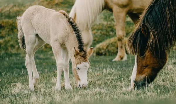 İzlanda kısrağı tayı Güney İzlanda 'da yeşil bir çayırda duruyor..