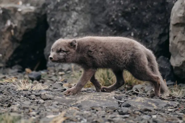 Doğu İzlanda 'da kayalık arazide yürüyen kutup tilkisi doğal ortamında vahşi yaşamı gözler önüne seriyor.