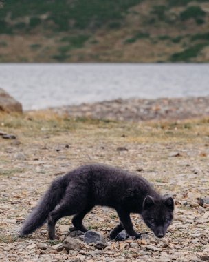 Arctic fox standing alert on grass in East Iceland, showcasing its wild beauty clipart