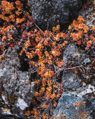 Berserkjahraun, Snaefellsnes Yarımadası, Batı İzlanda 'daki yosun lav kayaları üzerinde büyüyen canlı sonbahar bitkileri..