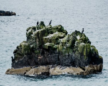 Snaefellsnes Yarımadası, Batı İzlanda 'daki Skardsvik Sahili yakınlarında karabatak yığını