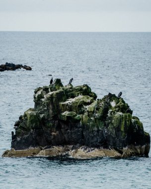 Snaefellsnes Yarımadası, Batı İzlanda 'daki Skardsvik Sahili yakınlarında karabatak yığını