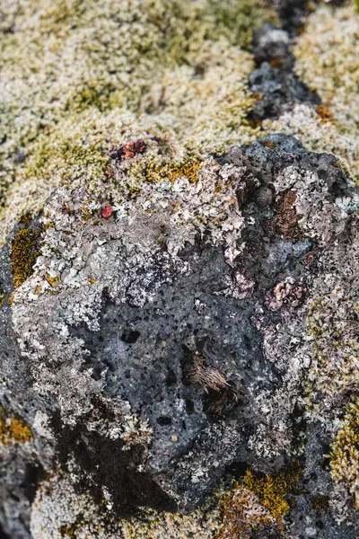 Berserkjahraun, Snaefellsnes Yarımadası, Batı İzlanda 'daki lav tarlasında büyüyen yosun ve küçük bitkilerin yakın çekimi..