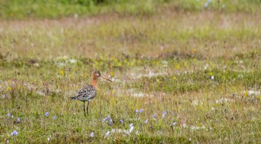 A black-tailed godwit stands among tall grasses and wildflowers in East Iceland clipart