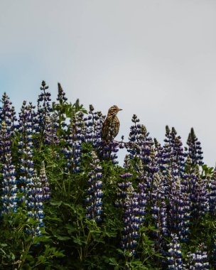 A redwing perches on blooming lupines in Skaftafell, South Iceland, against a soft sky. clipart