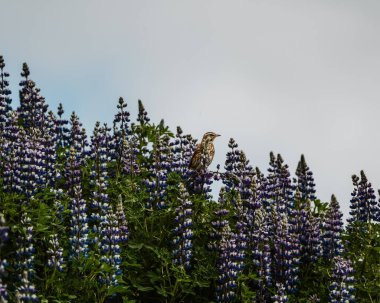 A redwing perches on blooming lupines in Skaftafell, South Iceland, against a soft sky. clipart