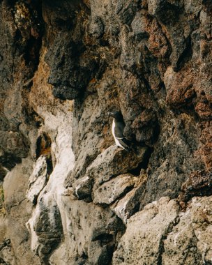 Razorbill (Alca torda) Latrabjarg, Batı İzlanda 'da bir uçurumun kenarına tünemiştir..