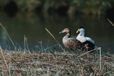 Male and female eider ducks near a pond in South Iceland clipart