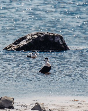 Eider ducks floating in the coastal waters of Ytri Tunga, Snaefellsnes, West Iceland clipart