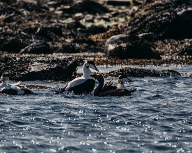 Eider ducks swimming in coastal waters of Ytri Tunga, Snaefellsnes, West Iceland clipart