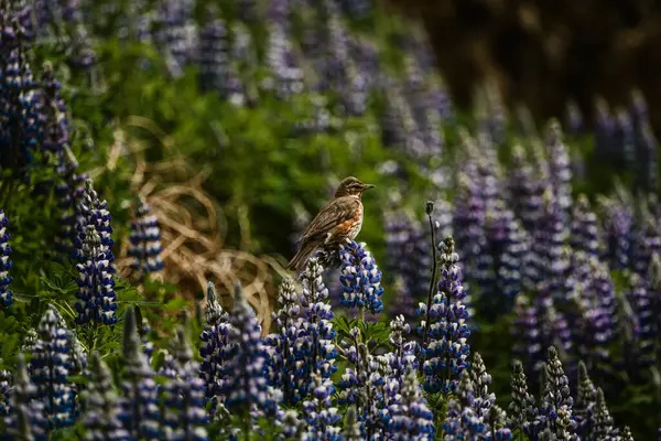 Skaftafell, Güney İzlanda 'da bereketli yaz yeşillikleriyle çevrili kırmızı kanatlı bir tünek.