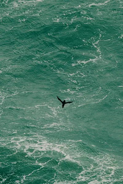 Razorbill, Batı İzlanda 'daki Latrabjarg uçurumlarında Atlantik Okyanusu üzerinde süzülüyor.