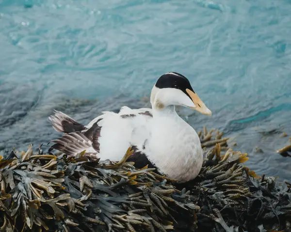 Ytri Tunga, Snaefellsnes, Batı İzlanda 'da yosun kaplı kayalarda dinlenen erkek ördek.