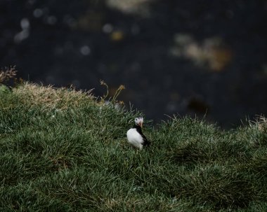 Güney İzlanda, Dyrholaey 'deki çimenli bir uçuruma tünemiş bir martı engebeli kıyı şeridine bakıyor.