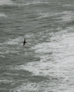 Güney İzlanda, Dyrholaey 'de bir Atlantik martısı okyanusun üzerinde süzülüyor.