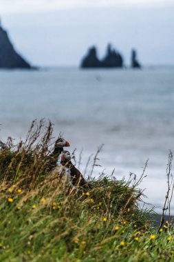 Güney İzlanda, Dyrholaey 'de çimenli bir uçuruma tünemiş iki Atlantik martısı ve arka planda Reynisdrangar deniz yığınları.