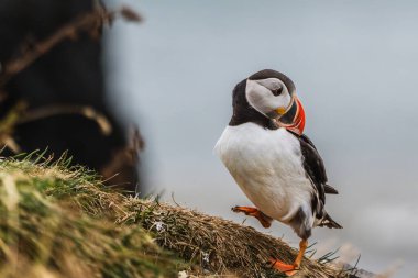 Güney İzlanda, Dyrholaey 'de çimenli bir uçurumda dengede duran bir Atlantik martısının yakın çekimi.