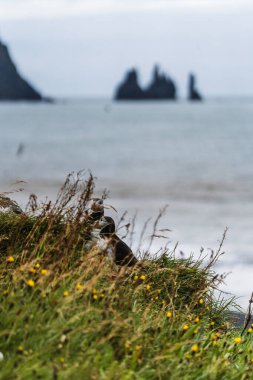 Güney İzlanda, Dyrholaey 'de çimenli bir uçuruma tünemiş iki Atlantik martısı ve arka planda Reynisdrangar deniz yığınları.