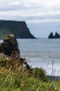 Güney İzlanda, Dyrholaey 'de çimenli bir uçuruma tünemiş iki Atlantik martısı ve arka planda Reynisdrangar deniz yığınları.