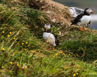 Güney İzlanda, Dyrholaey 'de yuva malzemesi topluyor.