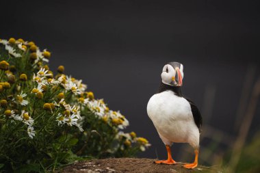 Papatya çiçekleri arasında Atlas Okyanusu martısı Dyrholaey, İzlanda 'da çimenli bir uçurumda