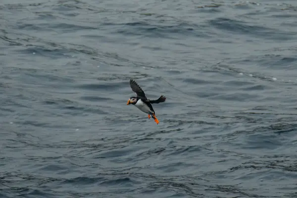 Bir Atlantik martısı, Güney İzlanda 'nın Dyrholaey yakınlarındaki okyanusun üzerinde süzülüyor.