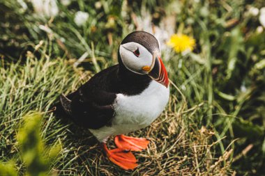 Borgafjordur Eystri, İzlanda 'da yemyeşil çimlerin üzerinde duran Atlantik martısı
