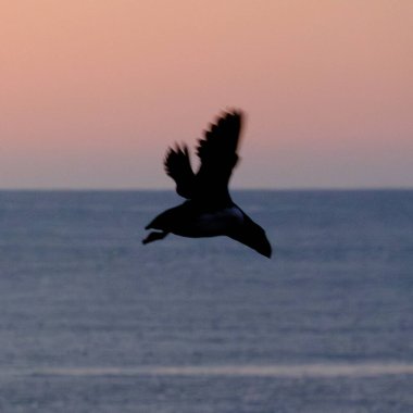 Borgafjordur Eystri, İzlanda 'da gün batımında uçan Atlantik martısının silueti