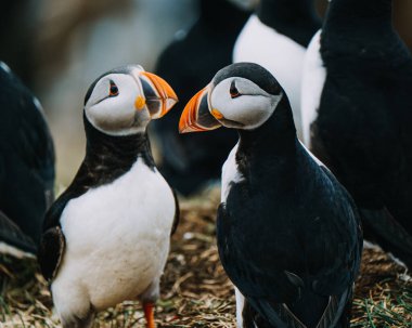 Bir grup Atlantik martısı Borgafjordur Eystri, İzlanda 'da toplandı