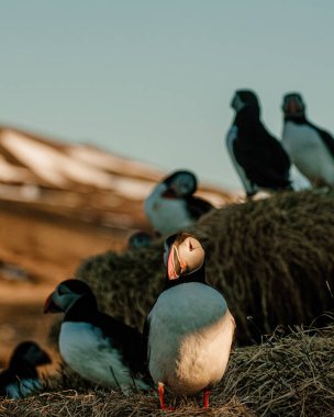 Bir grup Atlantik martısı Borgafjordur Eystri, İzlanda 'da toplandı