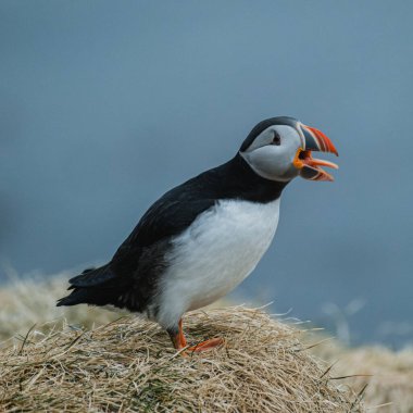 Atlantik martısı Borgafjordur Eystri, İzlanda 'daki çimenli kayalıklara tünediğinde sesleniyor.