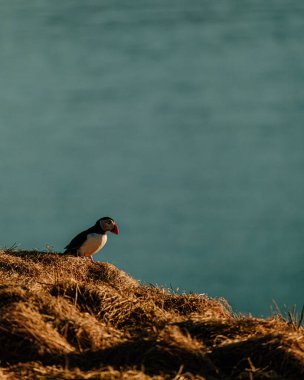 Atlantik martısı Borgafjordur Eystri, İzlanda 'da çimenli bir uçurumda duruyor.
