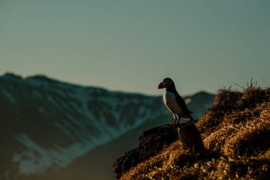 Atlantik martısı Borgafjordur Eystri, İzlanda 'da çimenli bir uçurumda duruyor.