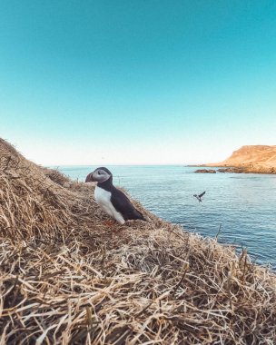 Atlantik martısı Borgafjordur Eystri, İzlanda 'da çimenli bir uçuruma tünedi.