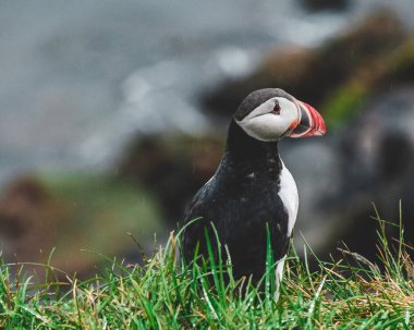 Borgafjordur Eystri, İzlanda 'da, yağış sırasında yemyeşil çimlerde duran Atlantik martısı